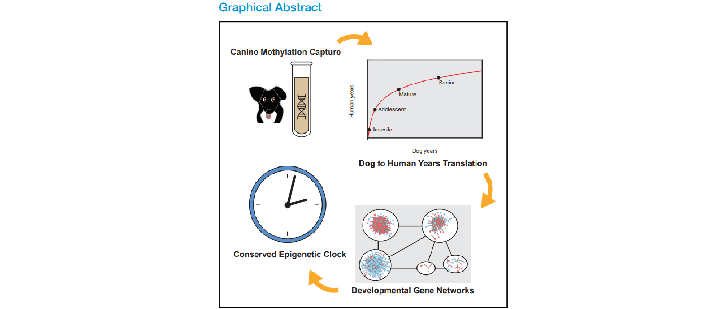 2022-01-10-dog-aging-methylome_1.jpg