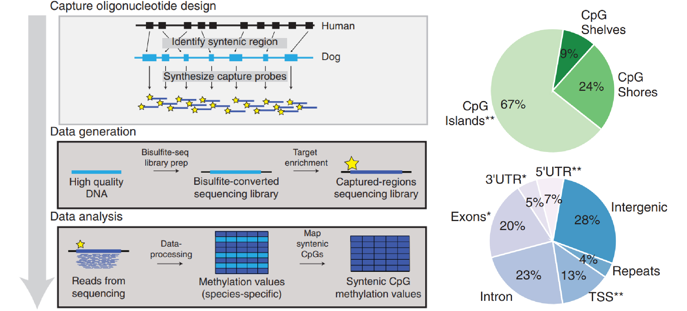 2022-01-10-dog-aging-methylome_2.jpg