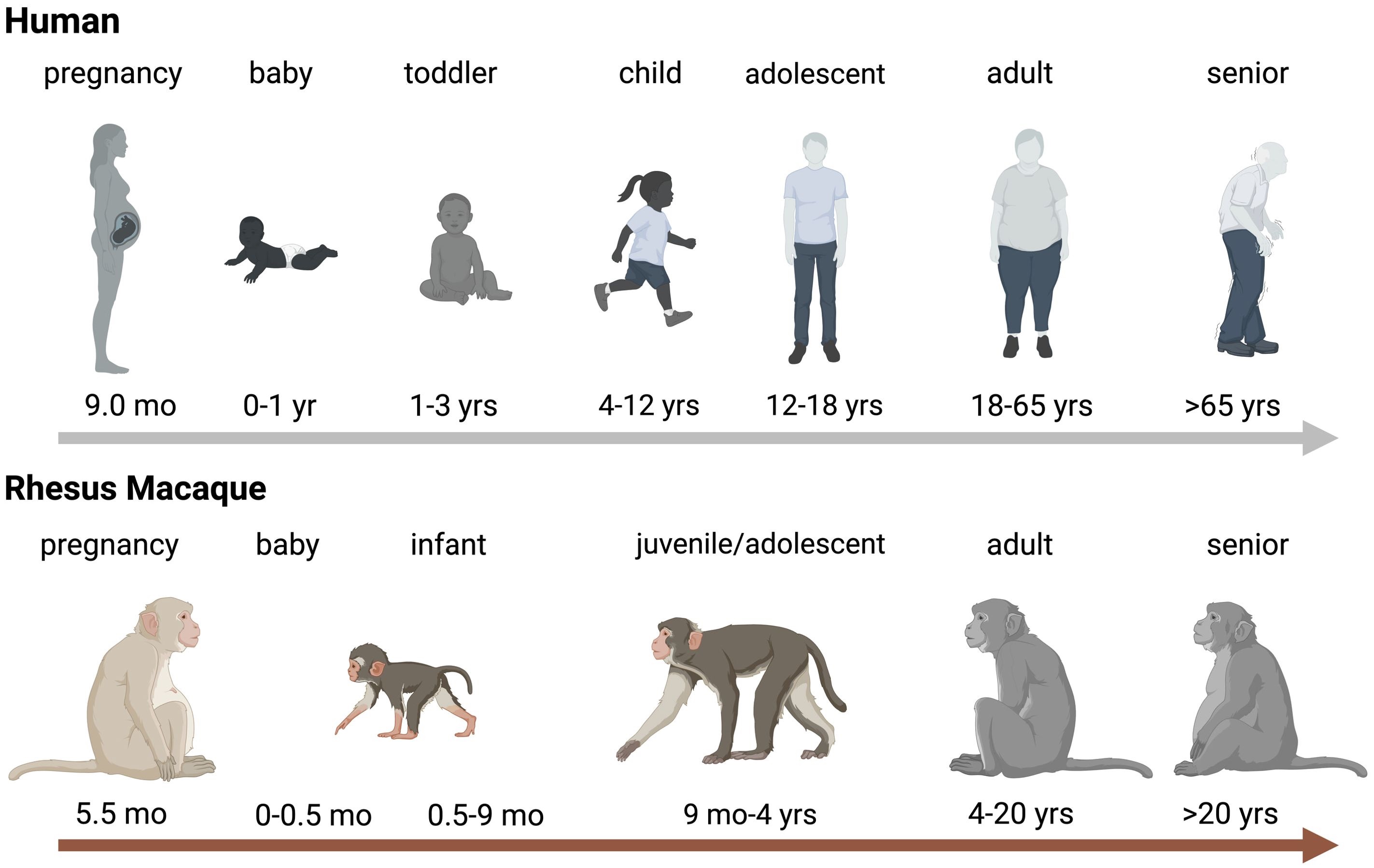 primate_age.jpg