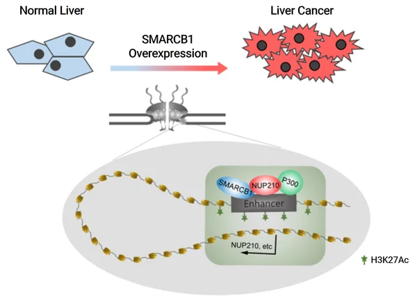 Nucleoporin 210 Serves a Key Scaffold for SMARCB1 in Liver Cancer